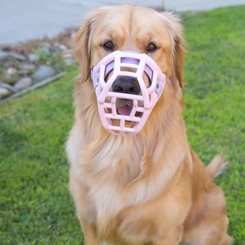Size Tolly - Made to order muzzle with colour customisation