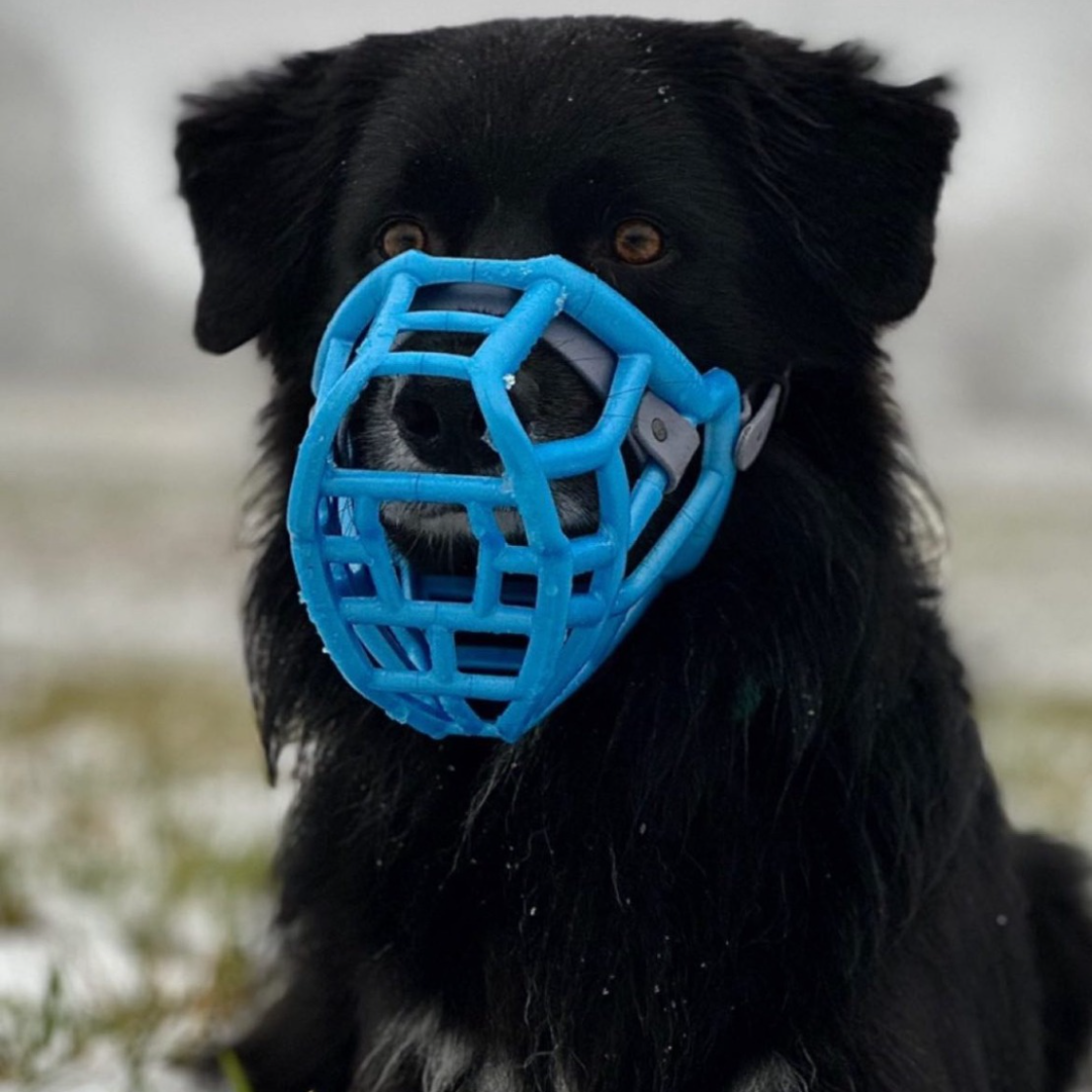 Size Tolly - Made to order muzzle with colour customisation– The Muzzle ...