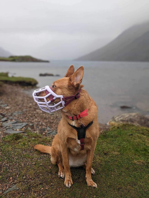 Size Tolly - Made to order muzzle with colour customisation