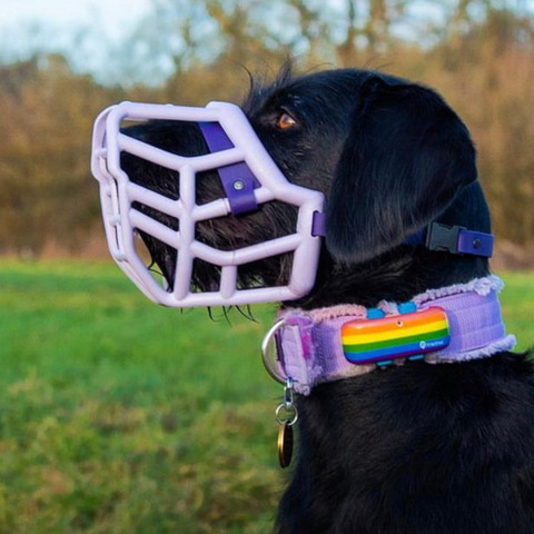Size Tolly - Made to order muzzle with colour customisation