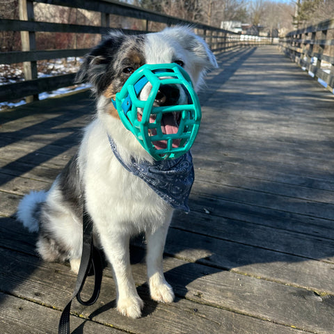 he Muzzle Movement Tolly muzzle Teal
