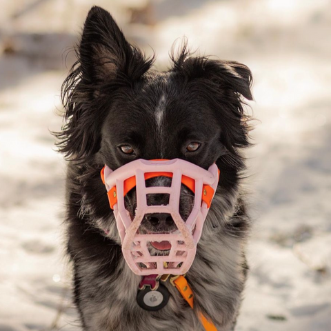 Size Tolly - Made to order muzzle with colour customisation