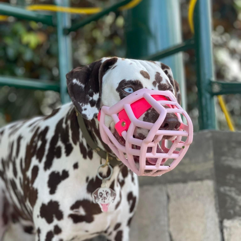 Size Tolly - Made to order muzzle with colour customisation