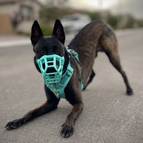 Size Tolly - Made to order muzzle with colour customisation