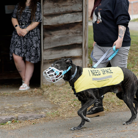 Dog wearing a yellow jacket with 'I NEED SPACE' text on a leash, standing on a path with a person and a woman in the background.