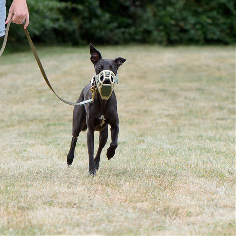 Dog running on grass wearing a muzzle with a person holding a leash.