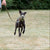 Dog running on grass wearing a muzzle with a person holding a leash.