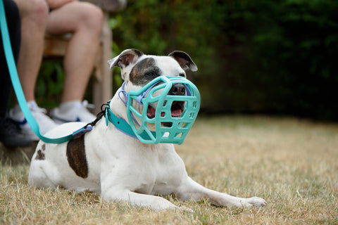 Size Harry 2.0 Dog Muzzle - Made to order muzzle with colour customisation