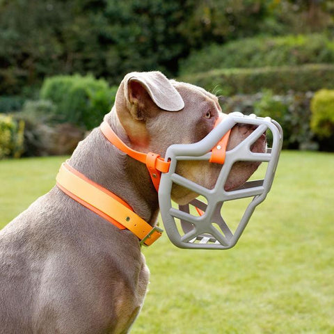 Size Mitzy Dog Muzzle - Made to order muzzle with colour customisation