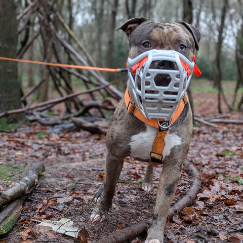 Size Mitzy - Made to order muzzle with colour customisation