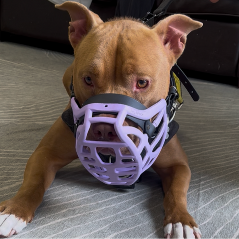 Précommande du Muzzle Movement Size Pippa pour le commerce - L'expédition est prévue à partir du 8 décembre 2025