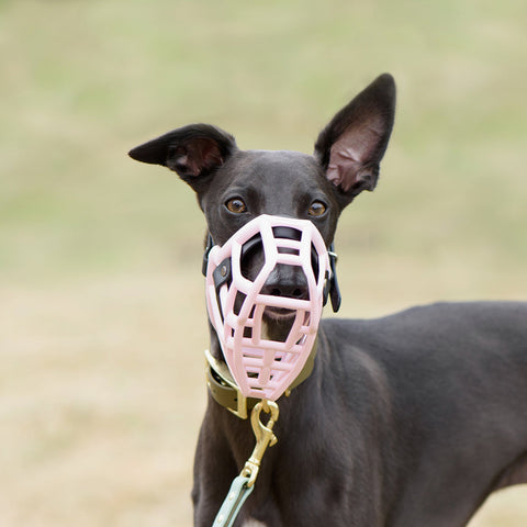 Size Rex Dog Muzzle - Made to order muzzle with colour customisation