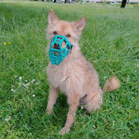 Size Rex Dog Muzzle - Made to order muzzle with colour customisation