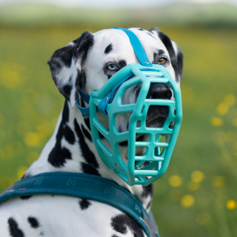 Size Taz - Made to order muzzle with colour customisation