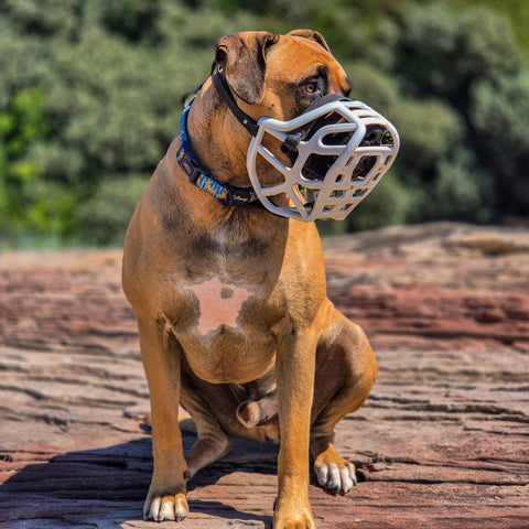 Size Harry 2.0 Pre Order - Made to order muzzle with colour customisation *NEW* updated version