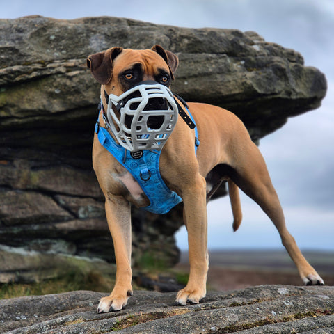 Size Harry 2.0 Dog Muzzle - Made to order muzzle with colour customisation