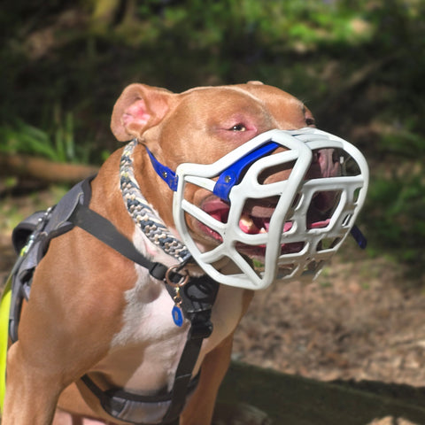 Size Harry 2.0 Pre Order - Made to order muzzle with colour customisation *NEW* updated version