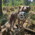 Size Harry 2.0 Pre Order - Made to order muzzle with colour customisation *NEW* updated version