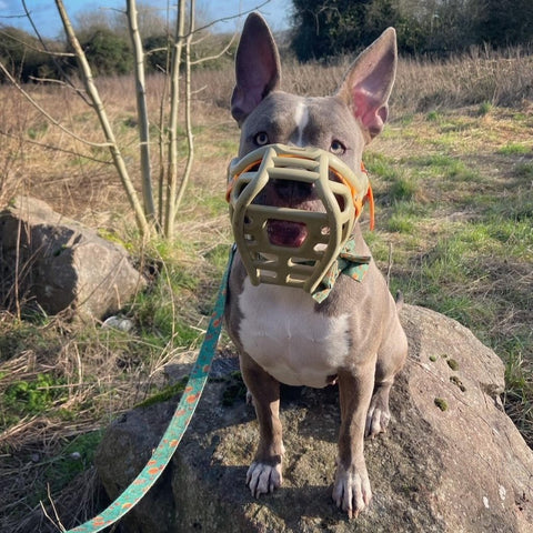 Size Harry original - Made to order muzzle with colour customisation